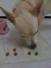 Lucky Chi the Chihuahua