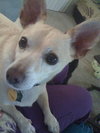 Lucky Chi the Chihuahua