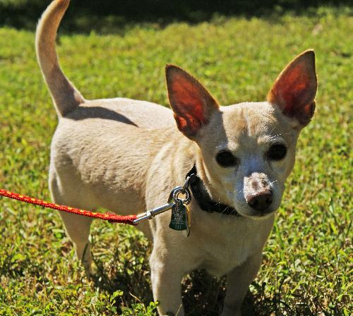 Lucky Chi the Chihuahua
