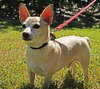 Lucky Chi the Chihuahua