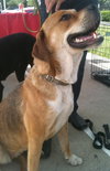 Lola the Lab/Shepard