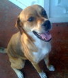 Lola the Lab/Shepard