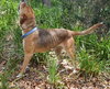 Lola the Lab/Shepard
