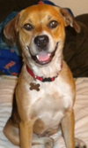 Lola the Lab/Shepard