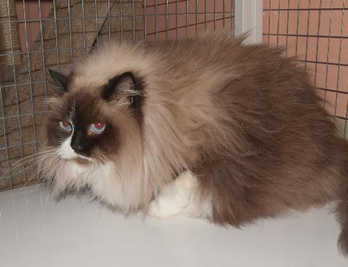 MeToo the Seal Point Himalayan (Declawed)