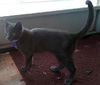 Spirit the Sleek Kitten