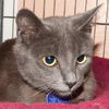 Spirit the Sleek Kitten