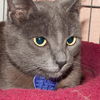 Spirit the Sleek Kitten