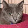 Spirit the Sleek Kitten
