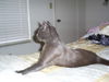 Spirit the Sleek Kitten