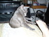 Spirit the Sleek Kitten
