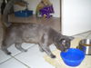 Spirit the Sleek Kitten