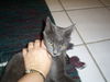 Spirit the Sleek Kitten