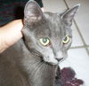 Spirit the Sleek Kitten