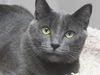 Spirit the Sleek Kitten