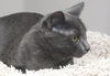 Spirit the Sleek Kitten