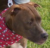 Clyde the Bulldog