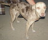 Speckles the little SoCo Fire Catahoula