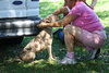 Speckles the little SoCo Fire Catahoula