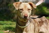 Speckles the little SoCo Fire Catahoula