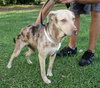 Speckles the little SoCo Fire Catahoula