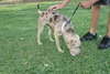Speckles the little SoCo Fire Catahoula