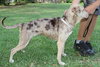 Speckles the little SoCo Fire Catahoula