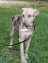 Speckles the little SoCo Fire Catahoula