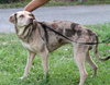 Speckles the little SoCo Fire Catahoula