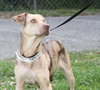 Speckles the little SoCo Fire Catahoula