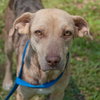 Speckles the little SoCo Fire Catahoula
