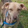Speckles the little SoCo Fire Catahoula