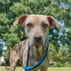 Speckles the little SoCo Fire Catahoula