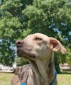 Speckles the little SoCo Fire Catahoula