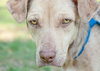 Speckles the little SoCo Fire Catahoula