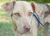 Speckles the little SoCo Fire Catahoula