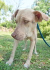 Speckles the little SoCo Fire Catahoula