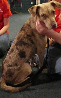 Speckles the little SoCo Fire Catahoula