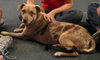 Speckles the little SoCo Fire Catahoula