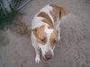Tess the SoCo Fire Dog