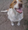 Tess the SoCo Fire Dog
