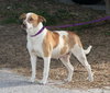 Tess the SoCo Fire Dog