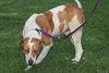 Tess the SoCo Fire Dog