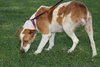 Tess the SoCo Fire Dog