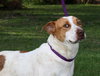 Tess the SoCo Fire Dog