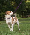 Tess the SoCo Fire Dog