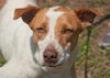 Tess the SoCo Fire Dog