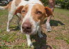 Tess the SoCo Fire Dog