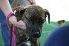 Tiger the SoCo Fire Dog