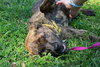 Tiger the SoCo Fire Dog
